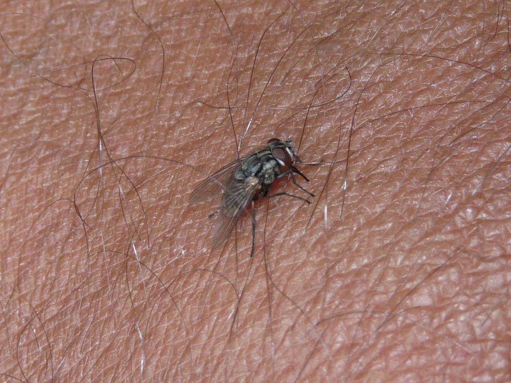 Insetti pericolosi: proviamo a fare il punto!